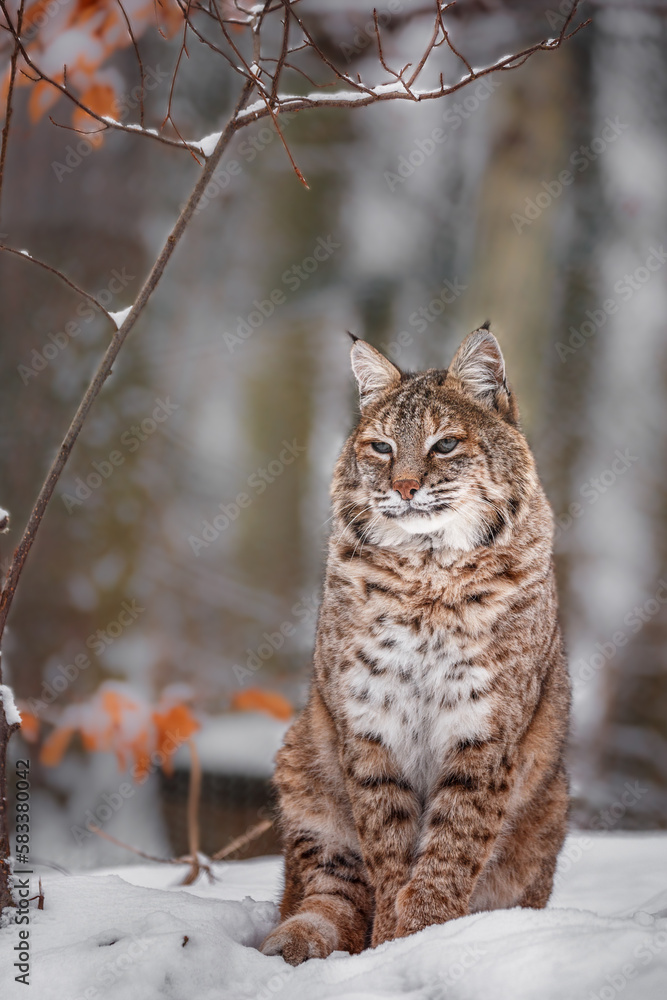 Portrait of Lynx rufus.