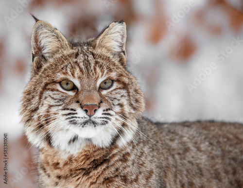 Portrait of Lynx rufus. © Josef