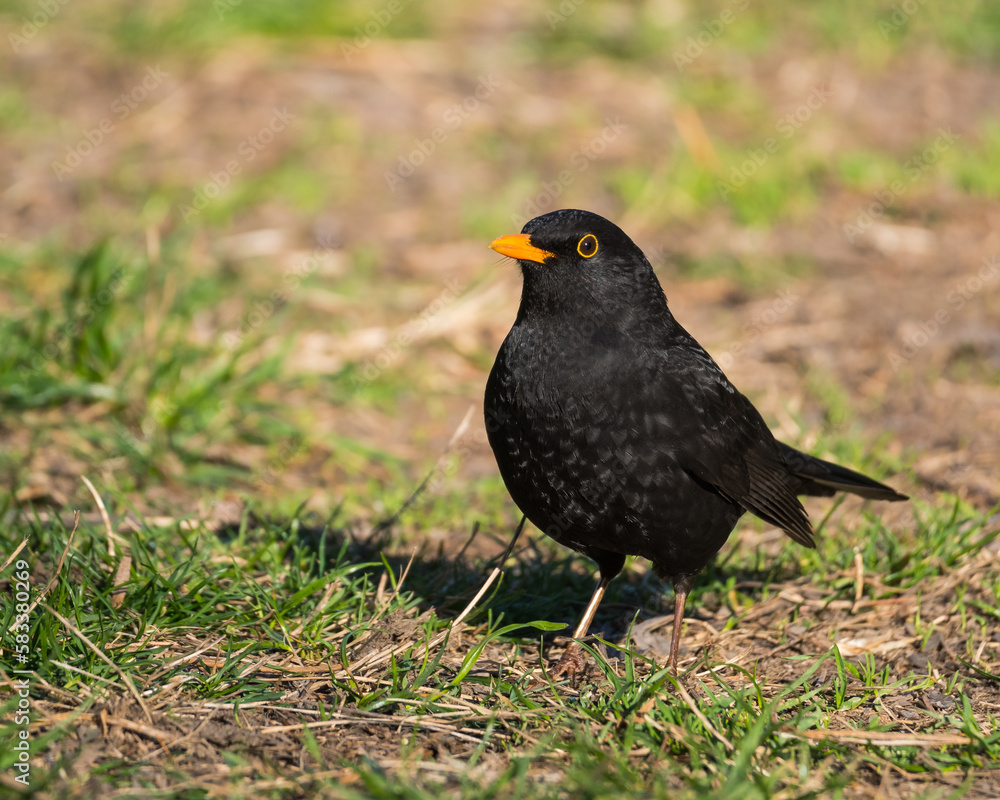 A Beautiful Male Blackbird is Standing in the Grass on a Beautiful Spring Day A Beautiful Male Blackbird is Standing in the Grass on a Beautiful Spring Day
