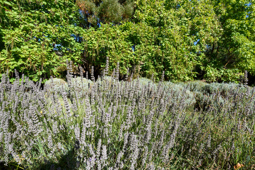 Lavandula Swiss Italian Lavender Farm, just outside Daylesford, Victoria photo