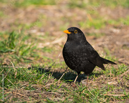 A Beautiful Male Blackbird is Standing in the Grass on a Beautiful Spring Day © LiviuConstantin