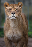 Portrait of Lion.