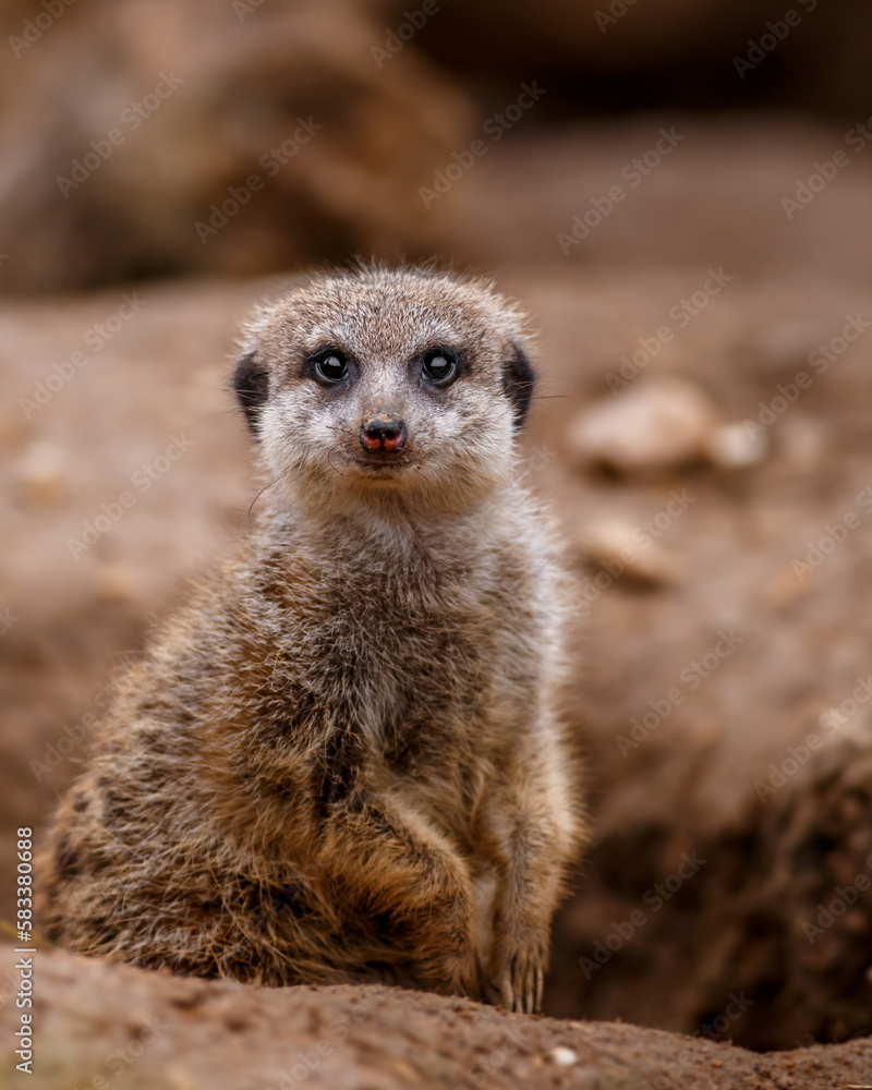 Portrait of Meerkat. Portrait of Meerkat.
