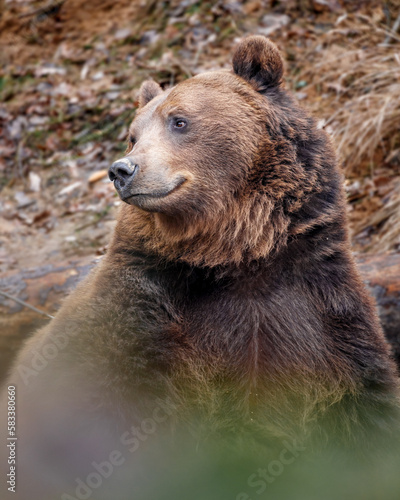 Portrait of Brown bear.