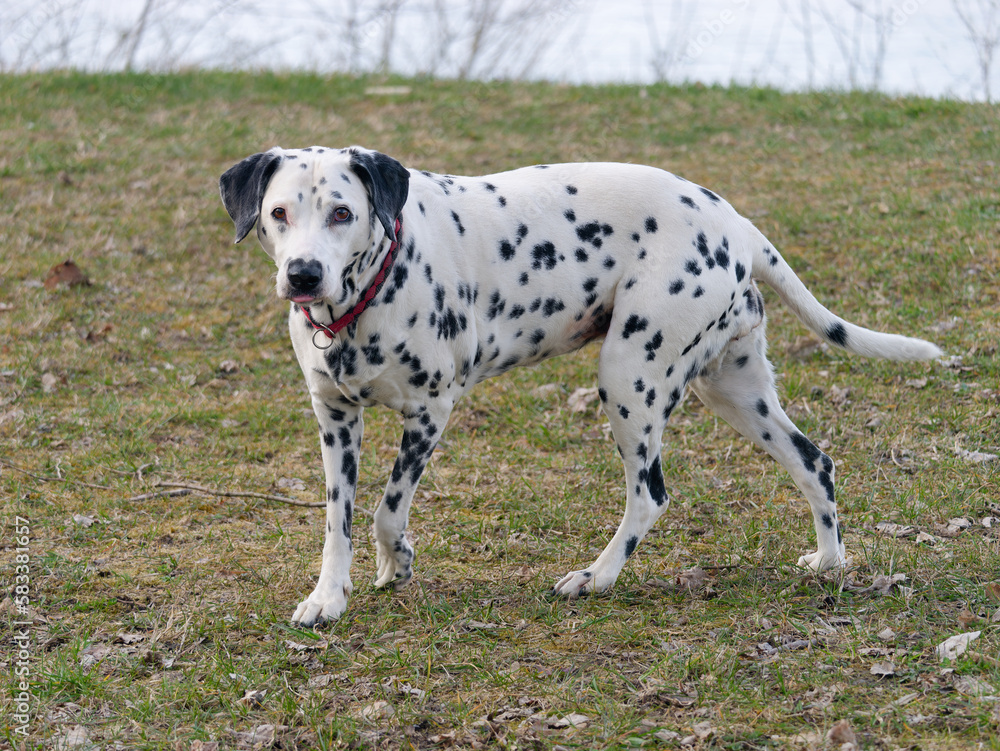 Close-up photo of a beautiful Dalmatian Dog walking by the lakeshore