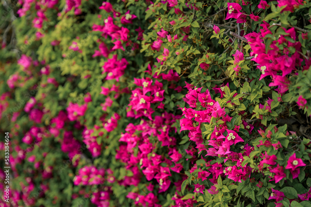 Bougainvillea blossom on a wall in Villefranche sur Mer, in the South of France Bougainvillea blossom on a wall in Villefranche sur Mer, in the South of France
