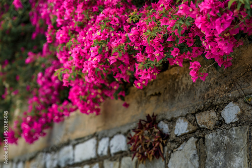 Bougainvillea blossom on a wall in Villefranche sur Mer, in the South of France