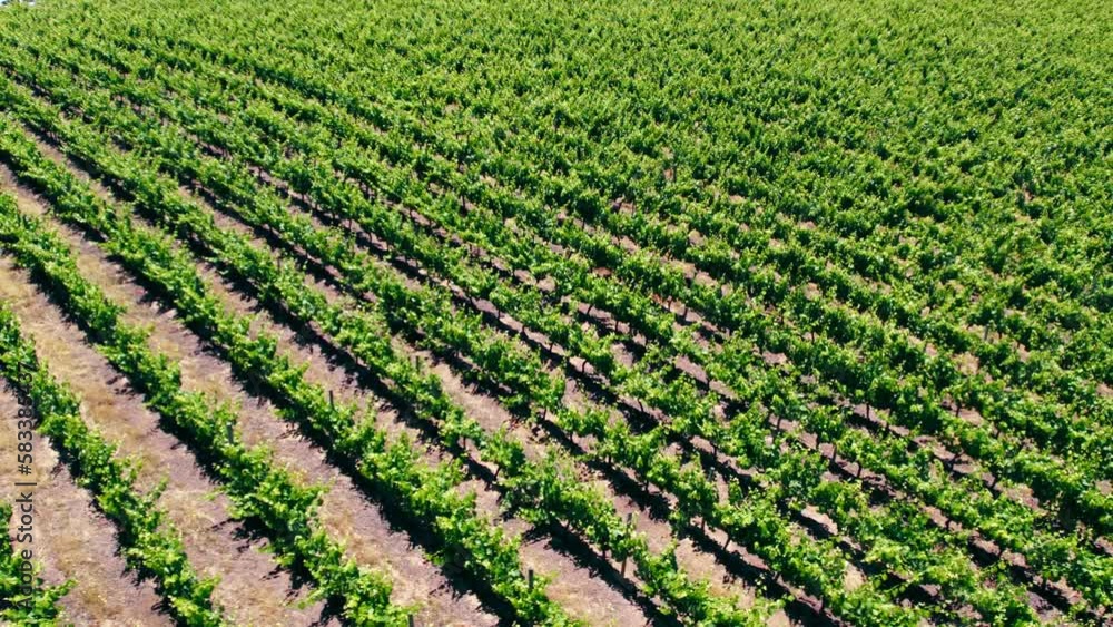 Slow rotating shot of a selection of Pinot noir grapes in a vineyard in Leyda Valley Slow rotating shot of a selection of Pinot noir grapes in a vineyard in Leyda Valley