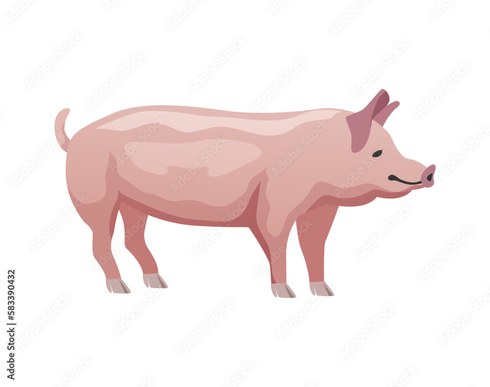 Flat Pig Illustration Flat Pig Illustration
