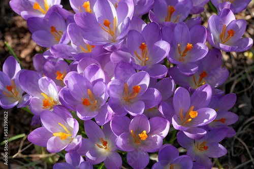 Blühende Gruppe von Krokus im Frühjahr