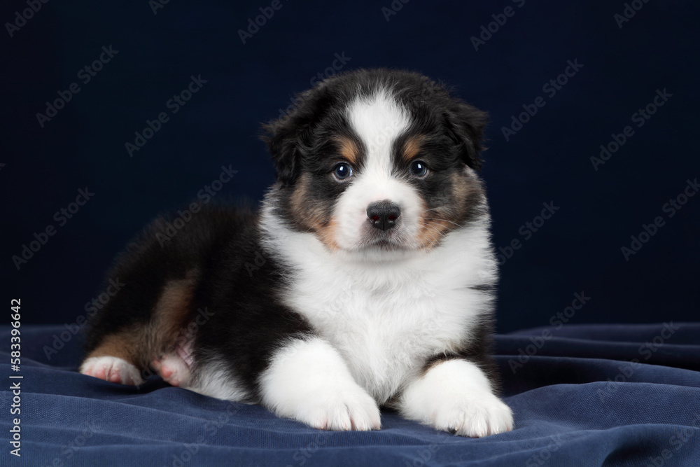 Cute fluffy Australian Shepherd puppy on a blue background Cute fluffy Australian Shepherd puppy on a blue background