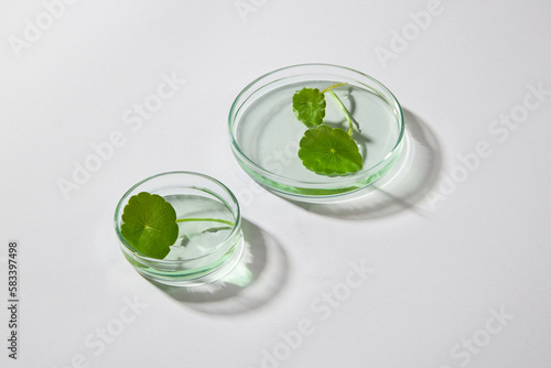 Two glass petri dishes with gotu kola leaves placed on. Minimal white background. Healthy concept with many benefits for your health and skin