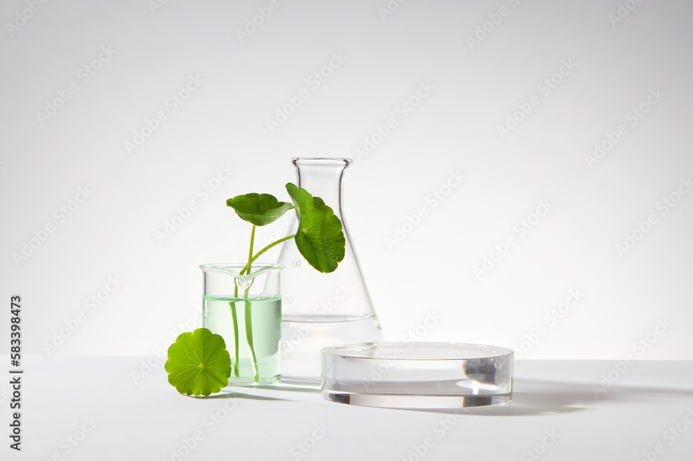 A glass beaker containing water and gotu kola (Centella asiatica