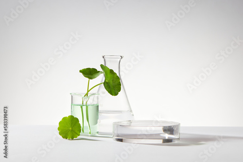 Photography A glass beaker containing water and gotu kola (Centella asiatica) decorated with erlenmeyer flask and round podium