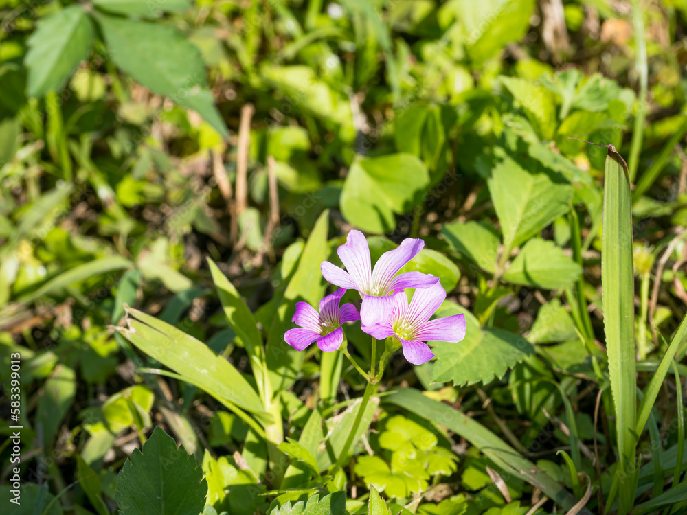 Pink-sorrel, little purple flowers for background Pink-sorrel, little purple flowers for background