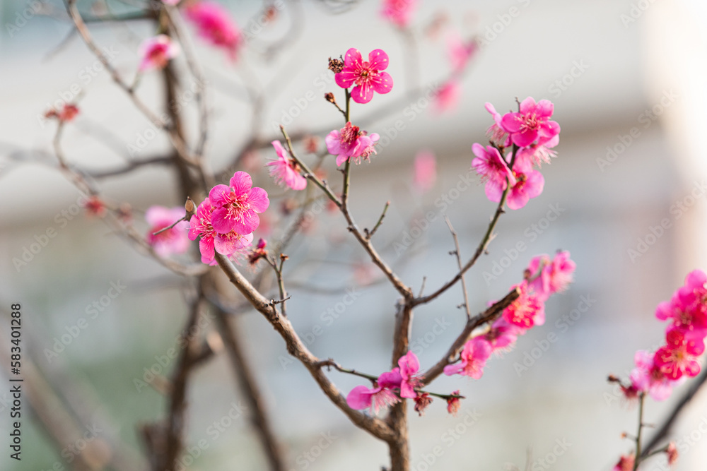 Red plum blossoms in early spring. plum tree Red plum blossoms in early spring. plum tree