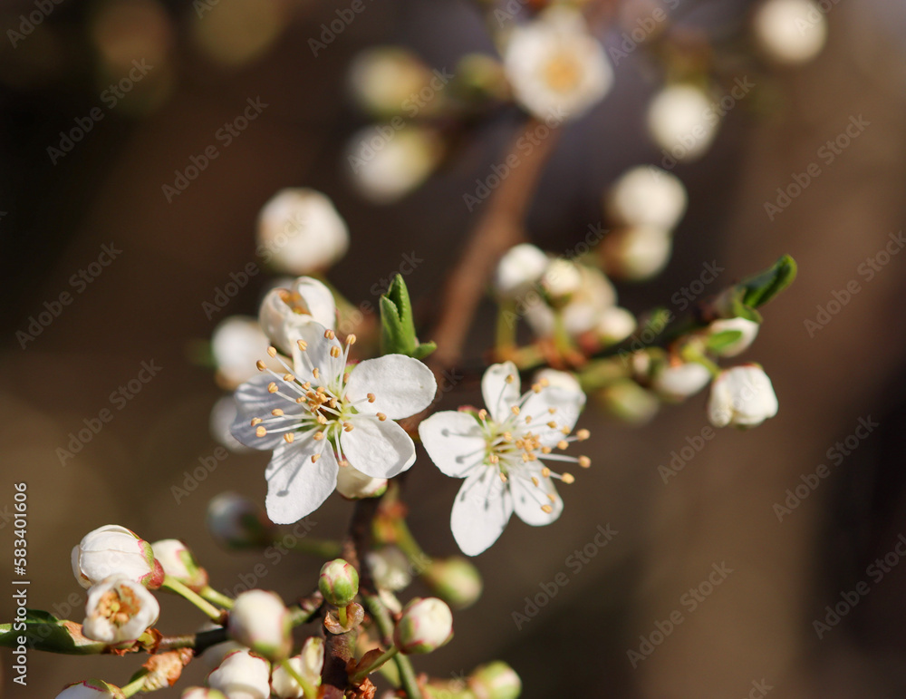 tree blossom tree blossom