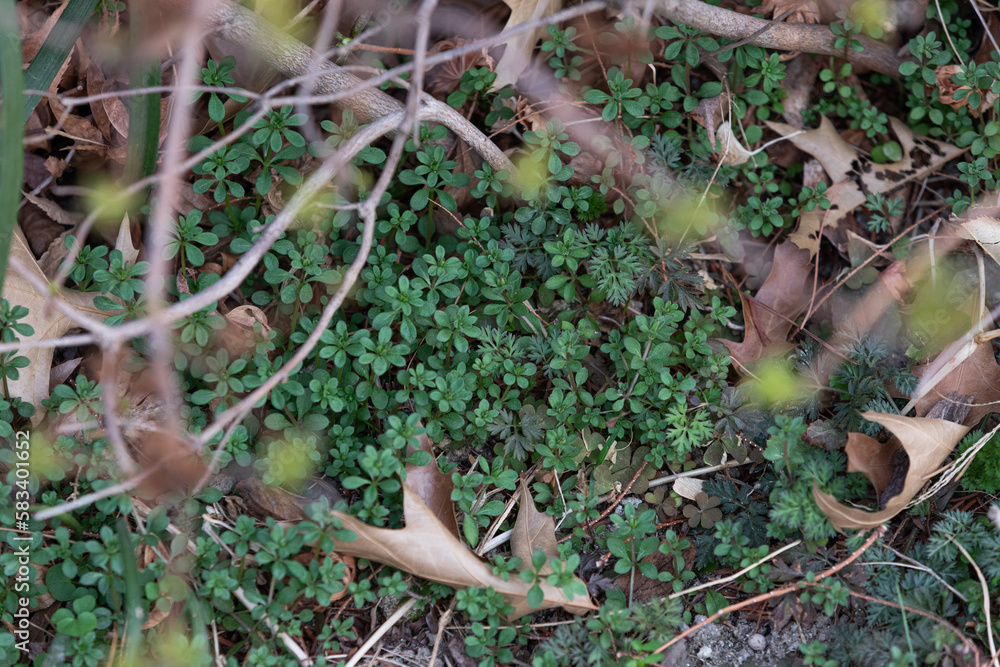 Plants with green leaves growing on the ground, natural texture, top view Plants with green leaves growing on the ground, natural texture, top view