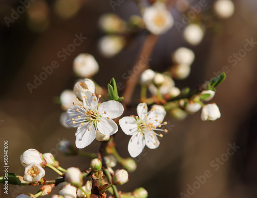 tree blossom