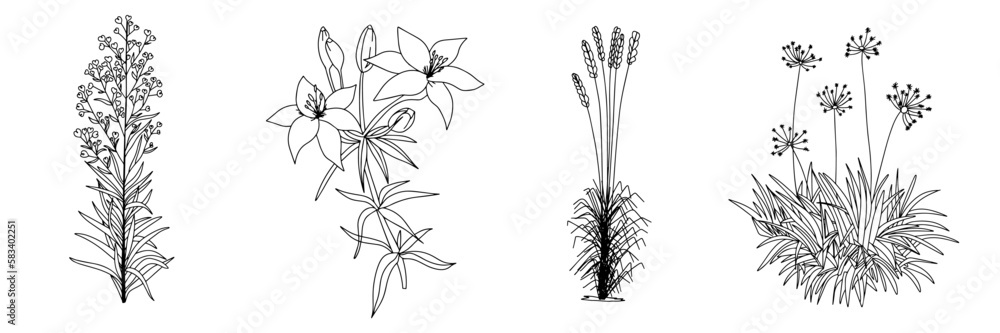 Set of outline flowers. A drawing of a plant with flowers and leaves. Vector illustration