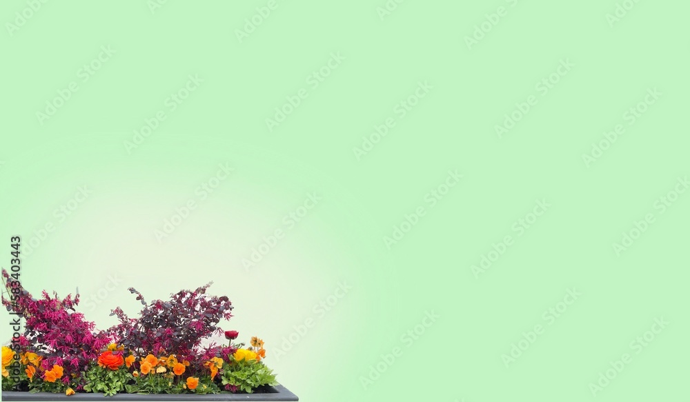 flower box with colorful spring flowers - green gradient  - ideal for website, email, presentation, advertisement, picture, poster, placard, banner, slide, postcard	, 