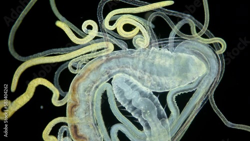 Worm Polychaeta under a microscope. Family Cirratulidae. They have many tentacles on body, as well as gills. They feed on detritus or algae. Indian ocean photo