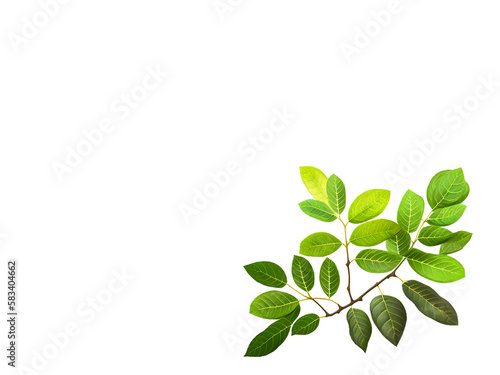 Tree branch with copy space and leaves isolated on clear background for object and retouch design. Generative AI