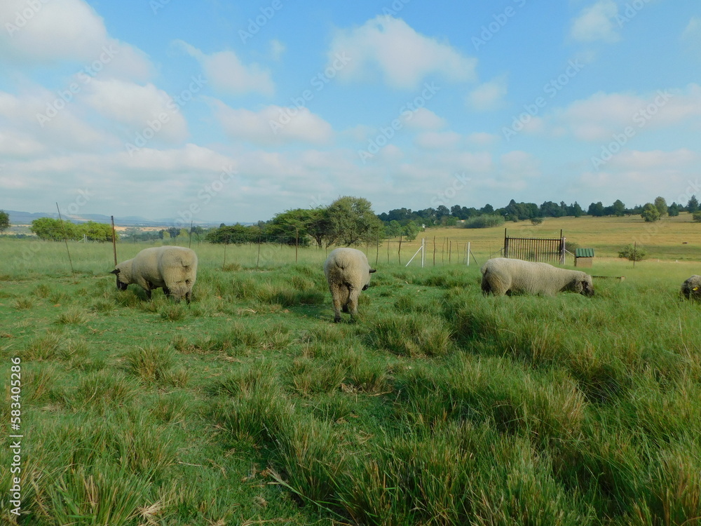 Three Hampshire Down Stud Rams grazing in a lush green grass field under a blue sky with scattered small puffy white clouds