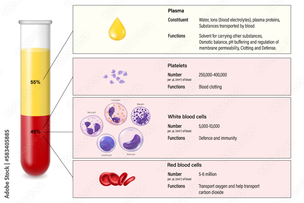 Vetor de The composition of mammalian blood vector. Plasma, red blood