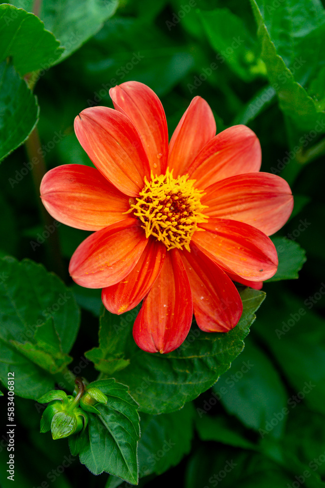 Orange dahlia flower in the summer garden Orange dahlia flower in the summer garden