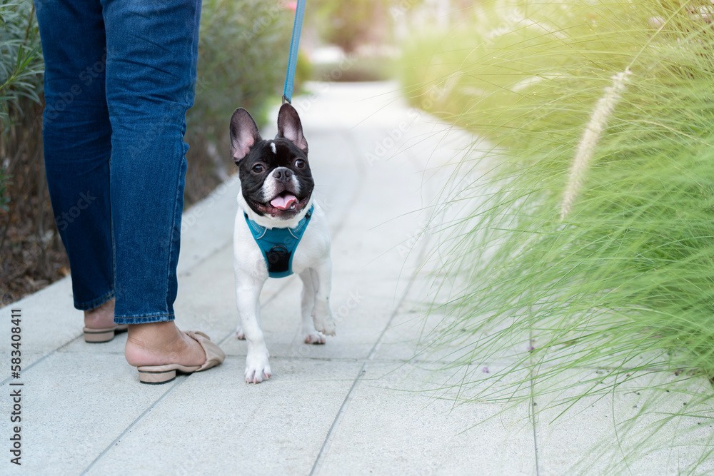 French bulldog wearing dog leashes stand with person and walking in the garden