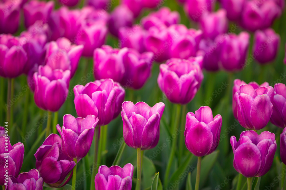 Blooming Tulips. Spring floral background. Field of bright beautiful tulips close-up. Pink and purple tulips at a flower festival in Holland. long banner