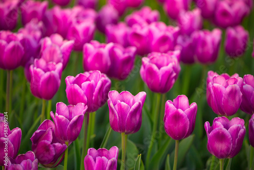 Blooming Tulips. Spring floral background. Field of bright beautiful tulips close-up. Pink and purple tulips at a flower festival in Holland. long banner