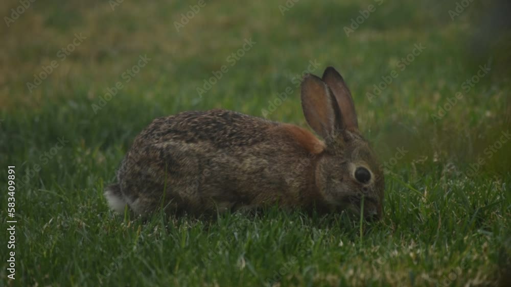 Elegant close-up of a bushy white-tailed bunny sniffing and eating beautifully manicured grass on the front lawn in springtime. Elegant close-up of a bushy white-tailed bunny sniffing and eating beautifully manicured grass on the front lawn in springtime.