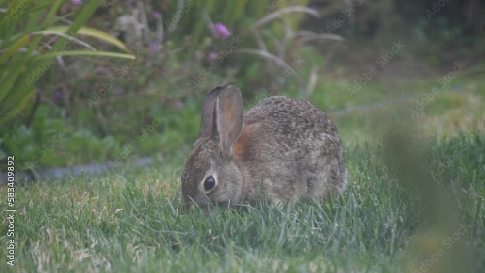 In this close-up shot with brush in the foreground, you can see a precious bunny nibbling on a patch of grass in a beautifully manicured front yard. In this close-up shot with brush in the foreground, you can see a precious bunny nibbling on a patch of grass in a beautifully manicured front yard.