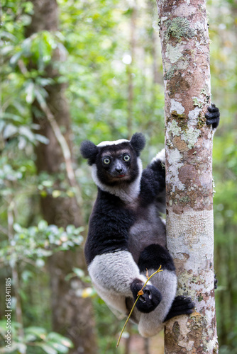 Largest living lemur Indri, (Indri Indri), called the babakoto, Endangered endemic animal on tree and feeding . Andasibe-Mantadia National Park - Analamazaotra, Madagascar wildlife animal. photo