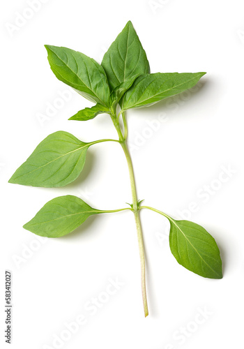 Branch of fresh early-season Thai basil, from above. Stem with leaves of Ocimum basilicum var. thyrsiflora, a variation of sweet basil, native in Southeast Asia, with anise- and licorice-like flavor.