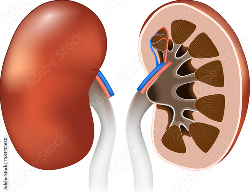 Kidney anatomy. Front view, and Cross section of human kidneys