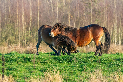 Two fighting wild brown Exmoor ponies, against a forest and reed background. Biting, rearing and hitting. autumn colors in winter. Selective focus, lonely, two animals, fight, stallion, mare