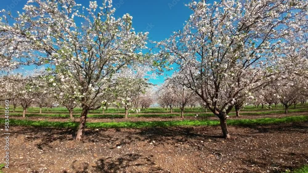 White and Pink Almond tree blossom, with sun flare between branches White and Pink Almond tree blossom, with sun flare between branches