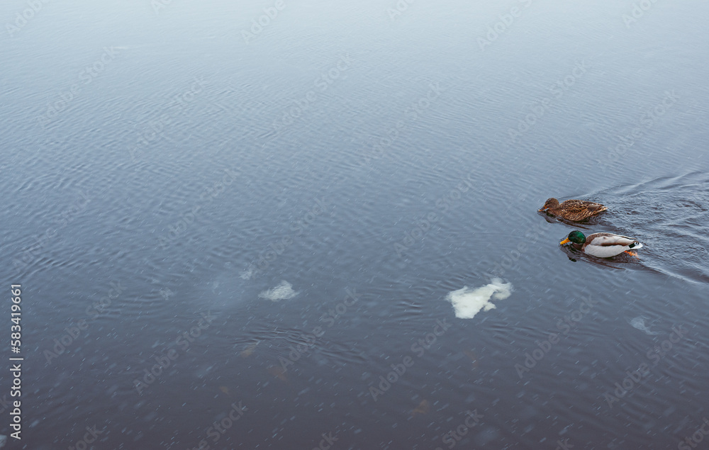 Fototapeta premium Ducks swim in a river or lake among ice floes in winter on a cold day. Wildlife in the winter landscape. Ducks have fun in winter.