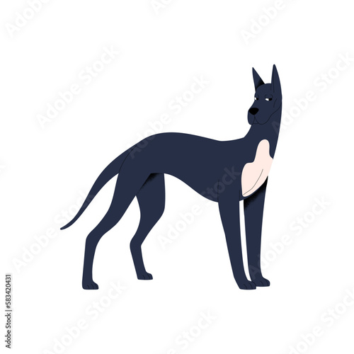 Graceful dog of Great Dane breed. Cautious bewared doggy looking suspicious, skeptical. Funny cute tall canine animal pet with cropped ears. Flat vector illustration isolated on white background