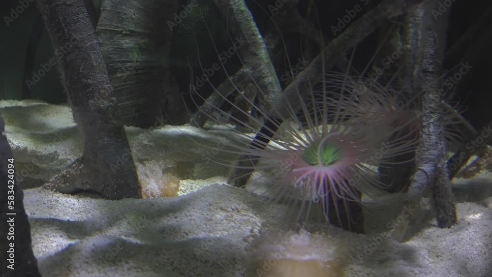 Snakelocks Sea Anemone (Anemonia Sulcata)The Tentacles Are Long