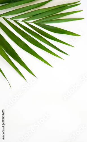 Green palm leaf on Background