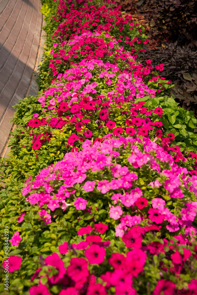 Beautiful garden or park with many petunias and other flowers.