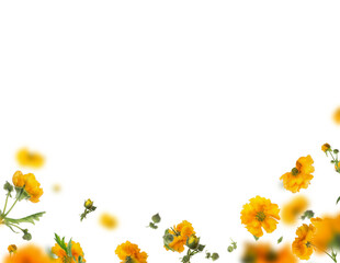 Overlay with isolated flying yellow flowers and petals on transparent backgropund. Floral border 