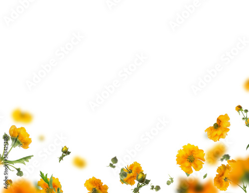 Overlay with isolated flying yellow flowers and petals on transparent backgropund. Floral border 