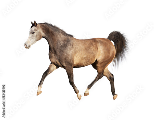 Isolated of arabian horse running trot on transparent background