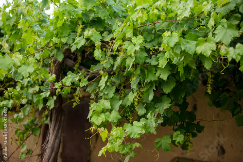 Summer flowering grape tree in the garden