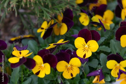 Herald of spring tricolor violets. pansy